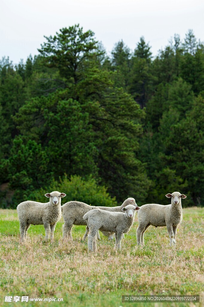 草地上的羊群