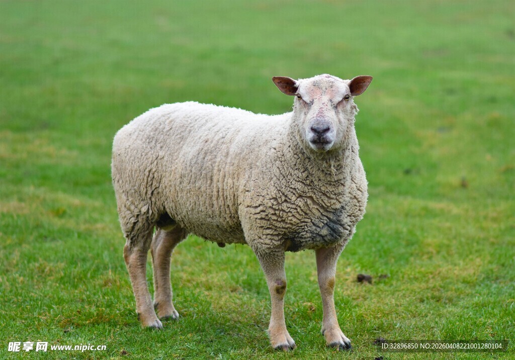 草地上的绵羊