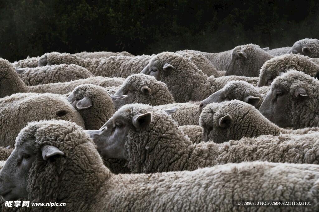 一群绵羊聚集