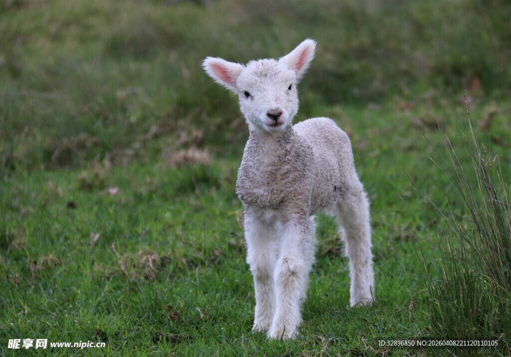 草地上的可爱小羊羔