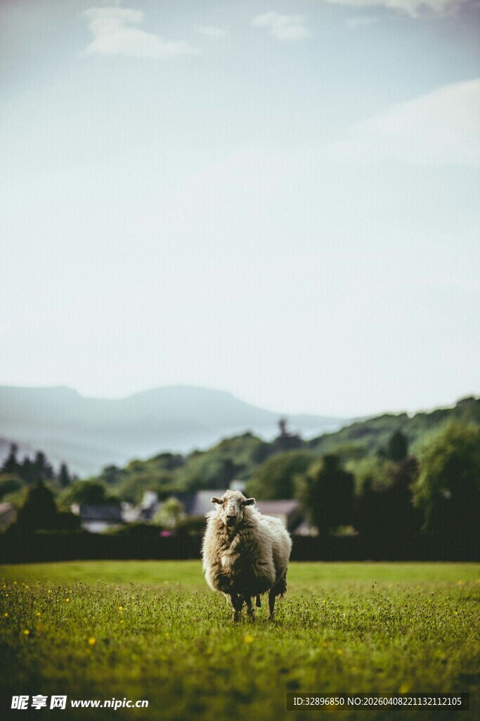 草原上的孤独绵羊