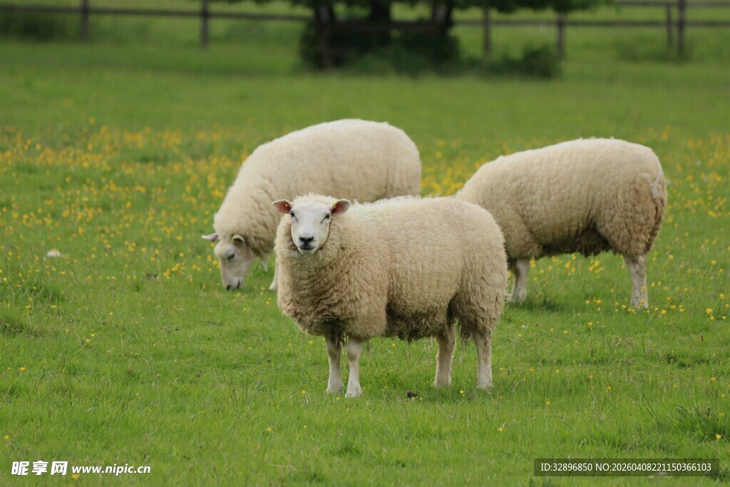 草地上的三只绵羊