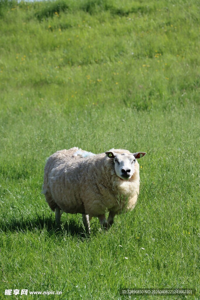 草原上的单只绵羊