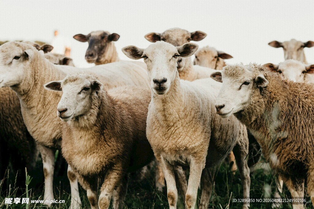 一群绵羊站在草地上