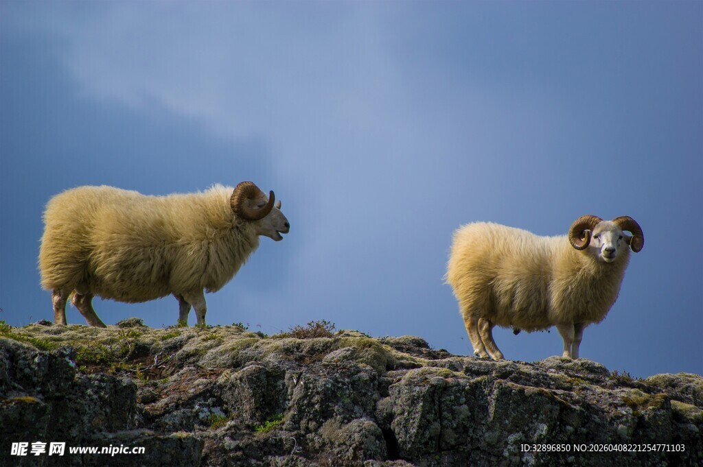 悬崖上的两只绵羊