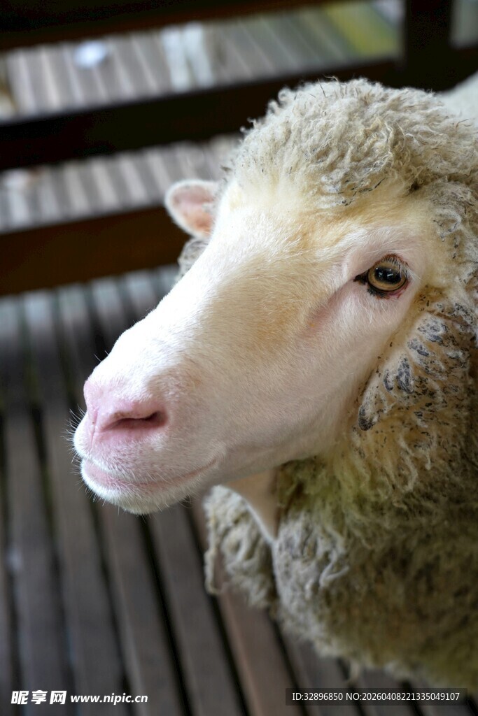 可爱绵羊近景特写