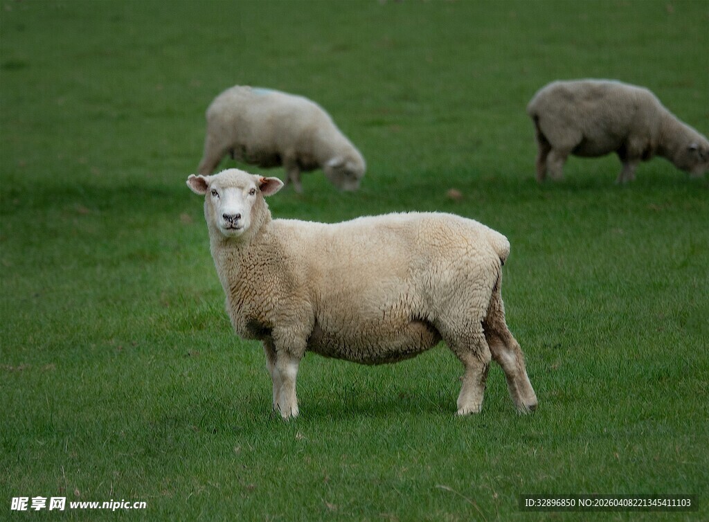 草地上的几只绵羊
