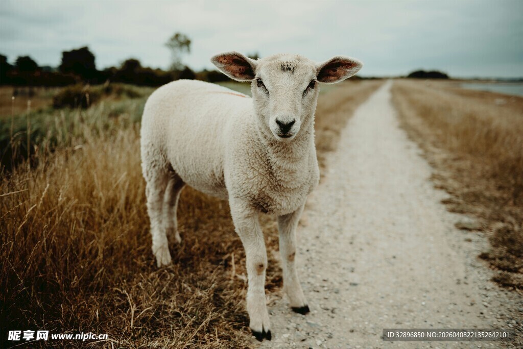 小绵羊站在乡间小路上