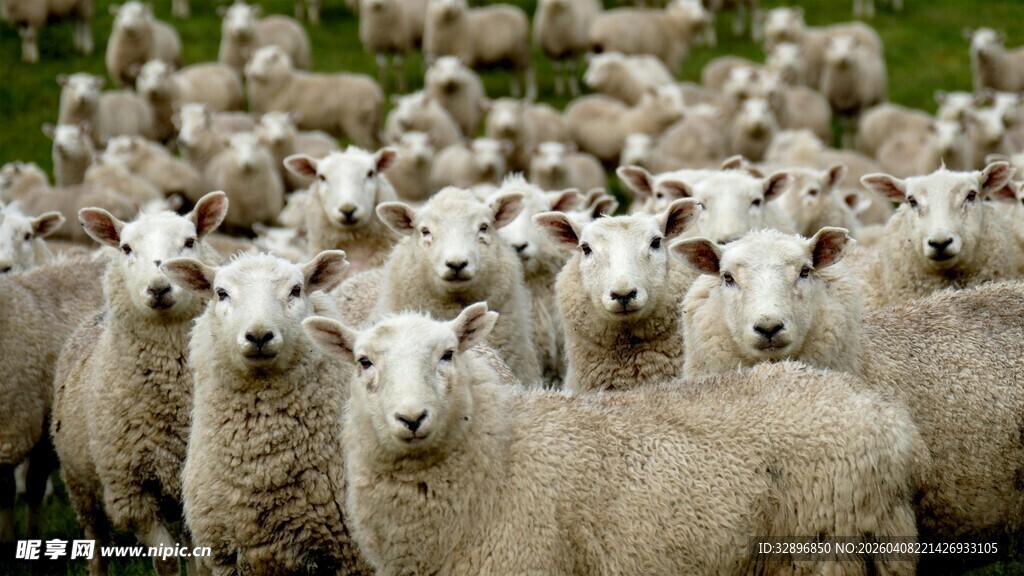 一群绵羊站在绿草地上