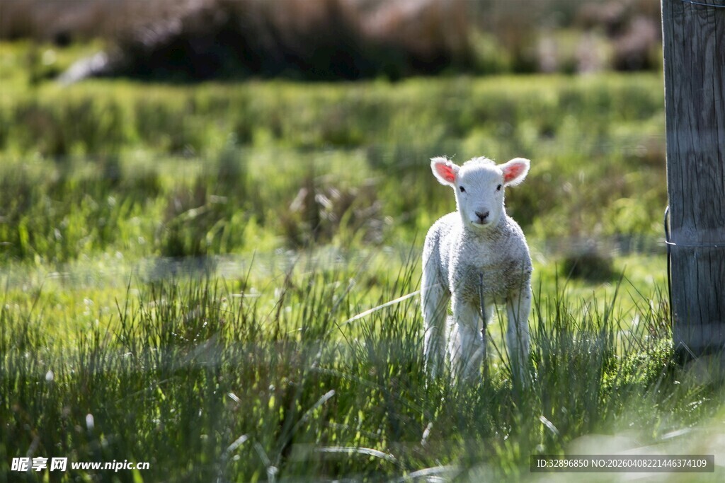 田野中的可爱小羊羔