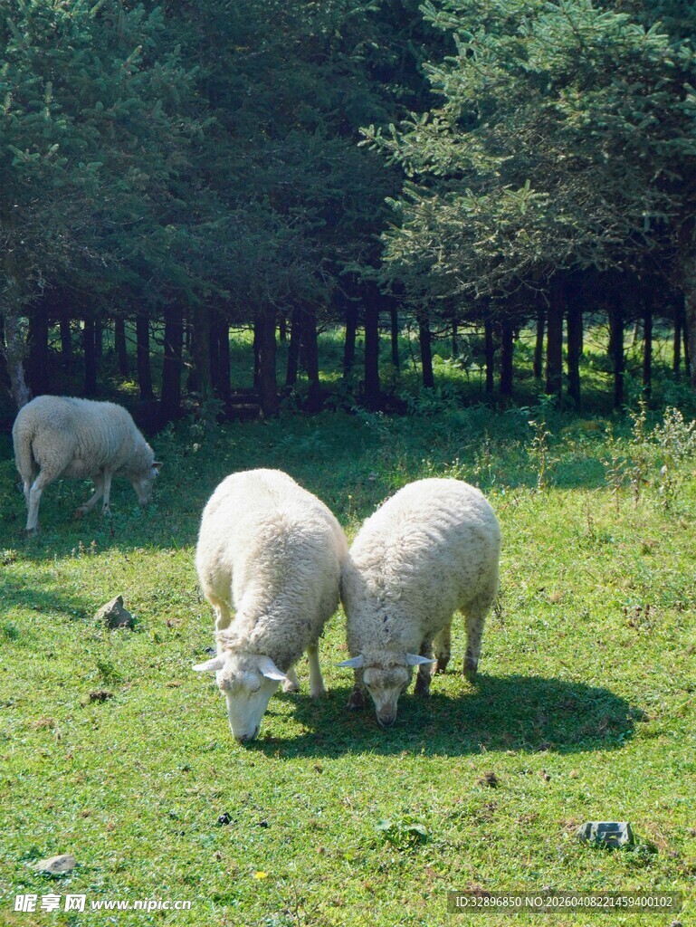 草地上的几只绵羊