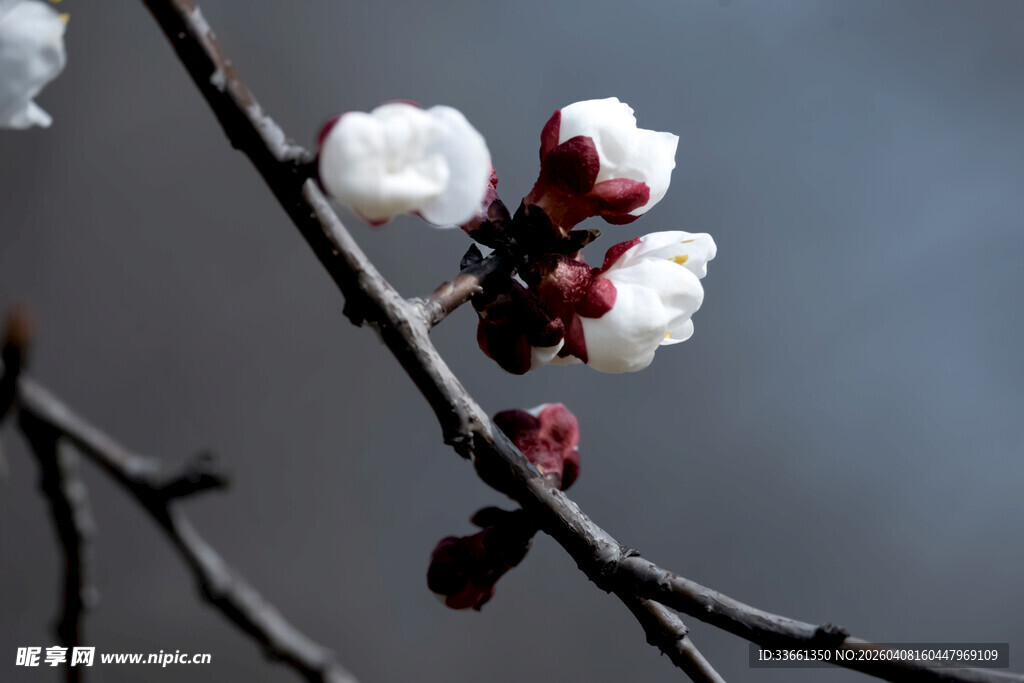 枝头杏花绽放
