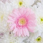 粉色雏菊绽放于白花间