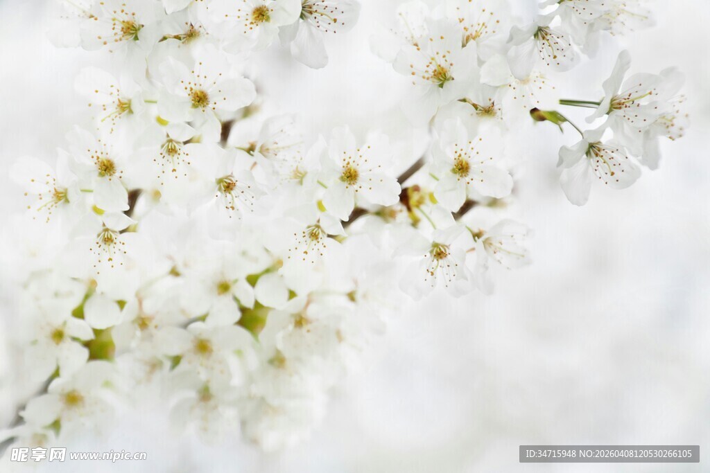 洁白绽放的美丽花枝