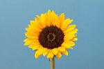 单枝向日葵绽于蓝天