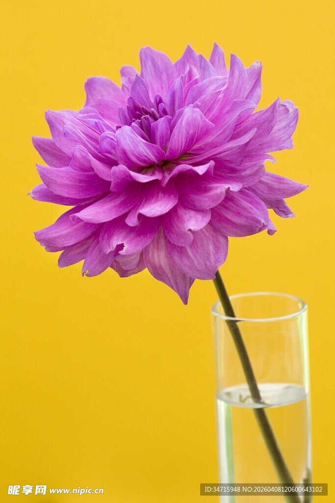 紫色大丽花插于透明花瓶