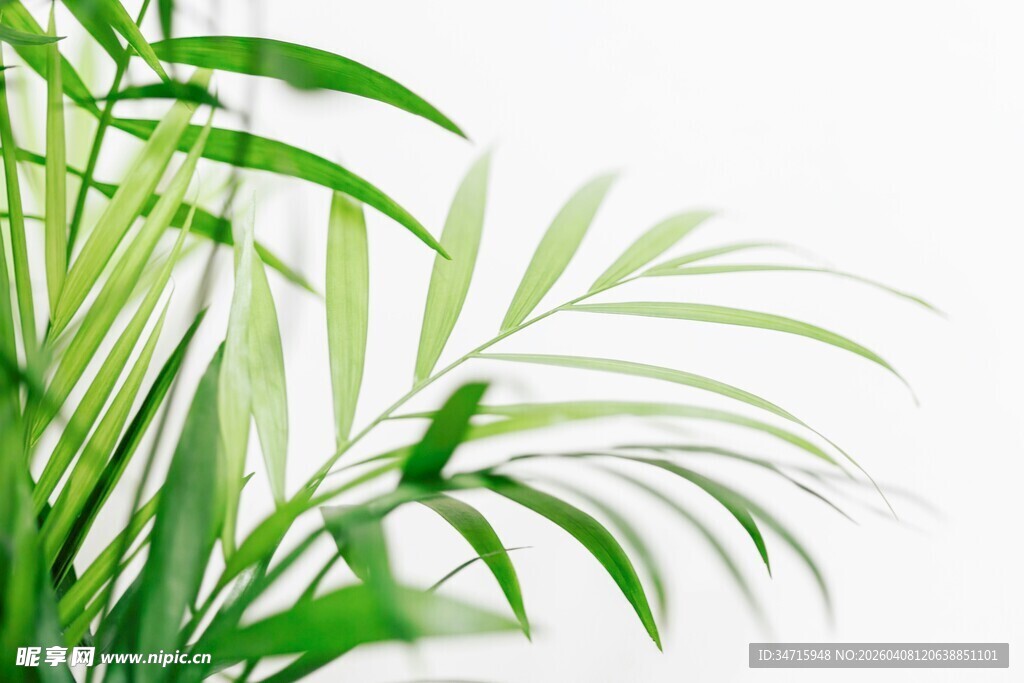 清新绿植展现自然生机