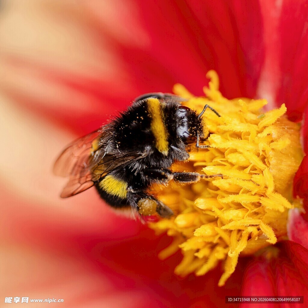 蜜蜂采蜜于鲜艳花朵间