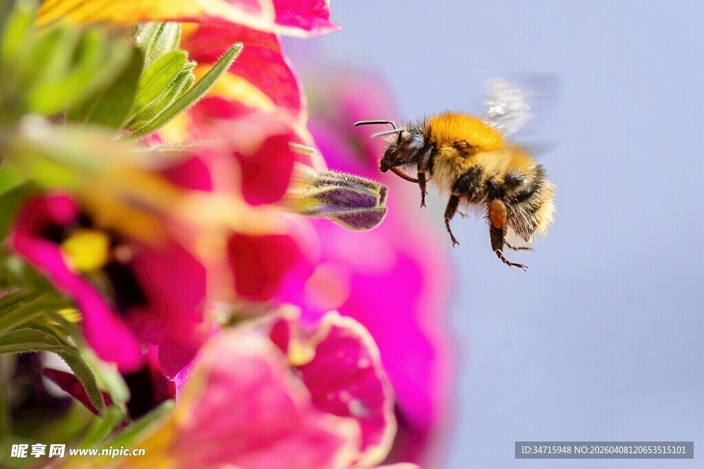 蜜蜂飞舞于娇艳花朵间
