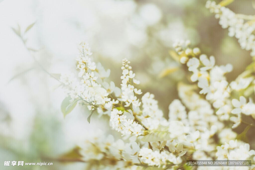 春日白色小花绽放美景