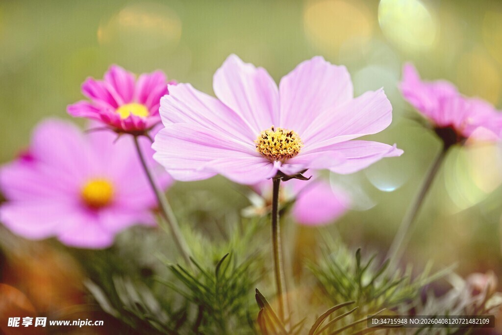 美丽波斯菊绽放的瞬间