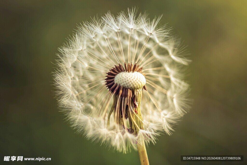 蒲公英特写绽放轻盈之美