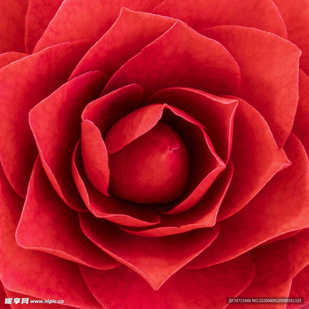 娇艳红玫瑰特写