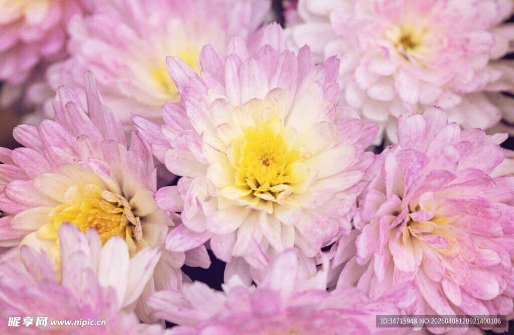 粉色菊花绽放美景