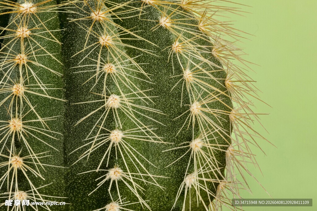 带刺的仙人掌特写