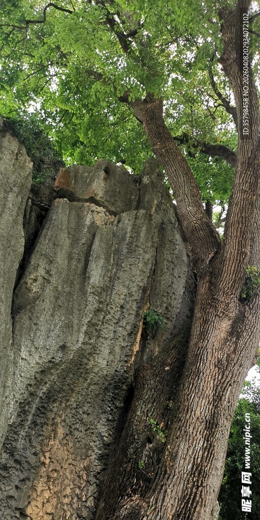 岩石旁的繁茂树木