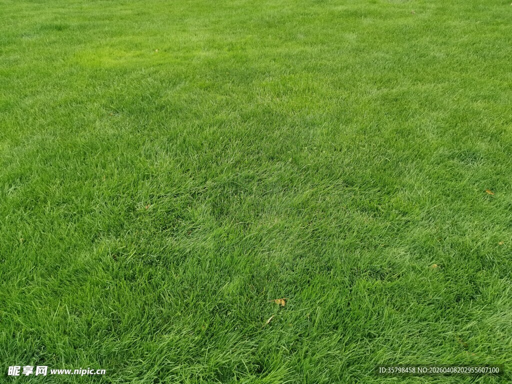 翠绿草地