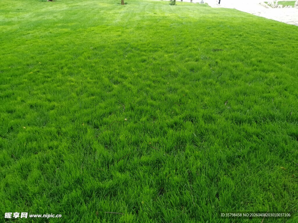 翠绿草坪