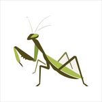 绿色螳螂插画