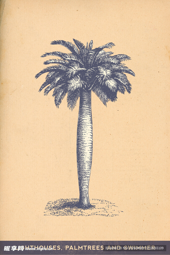 复古风格单棵棕榈树插画