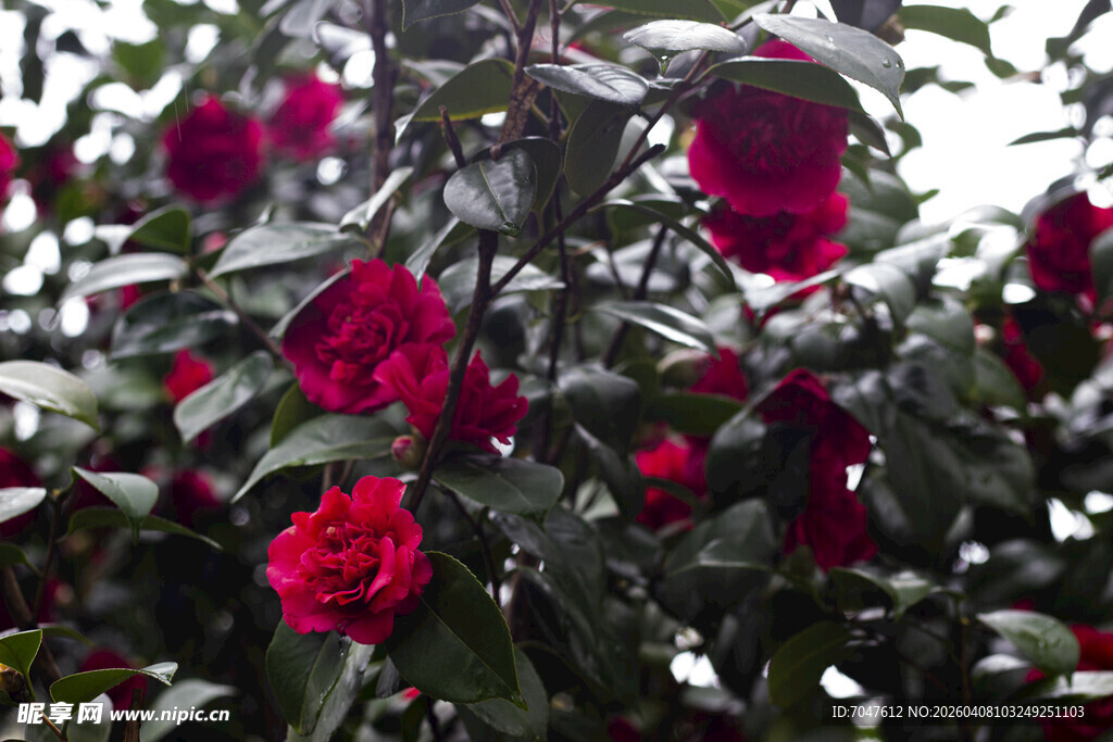 娇艳欲滴的红玫瑰绽放