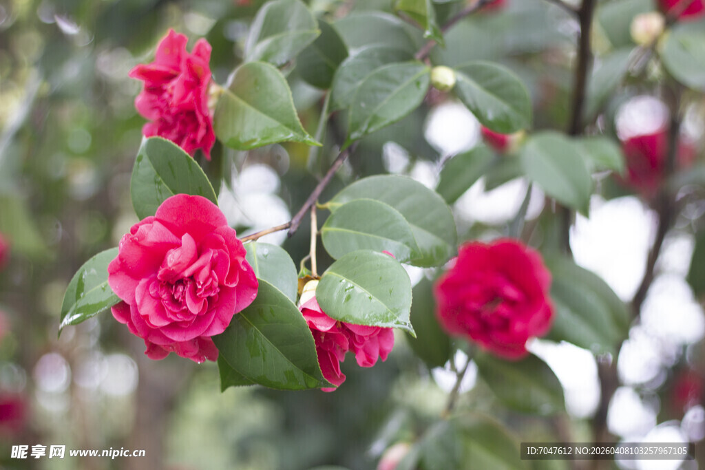 娇艳欲滴的红色山茶花