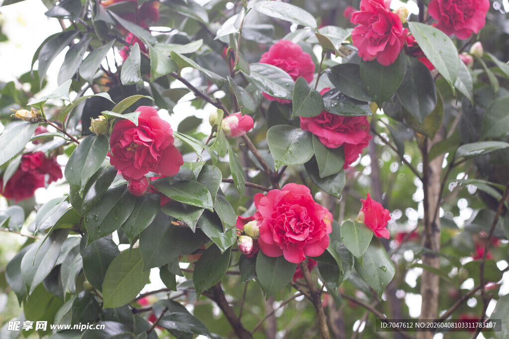 盛开的艳丽红色山茶花