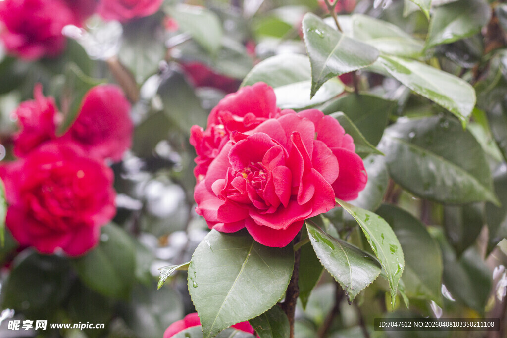 娇艳红山茶绽放绿叶间