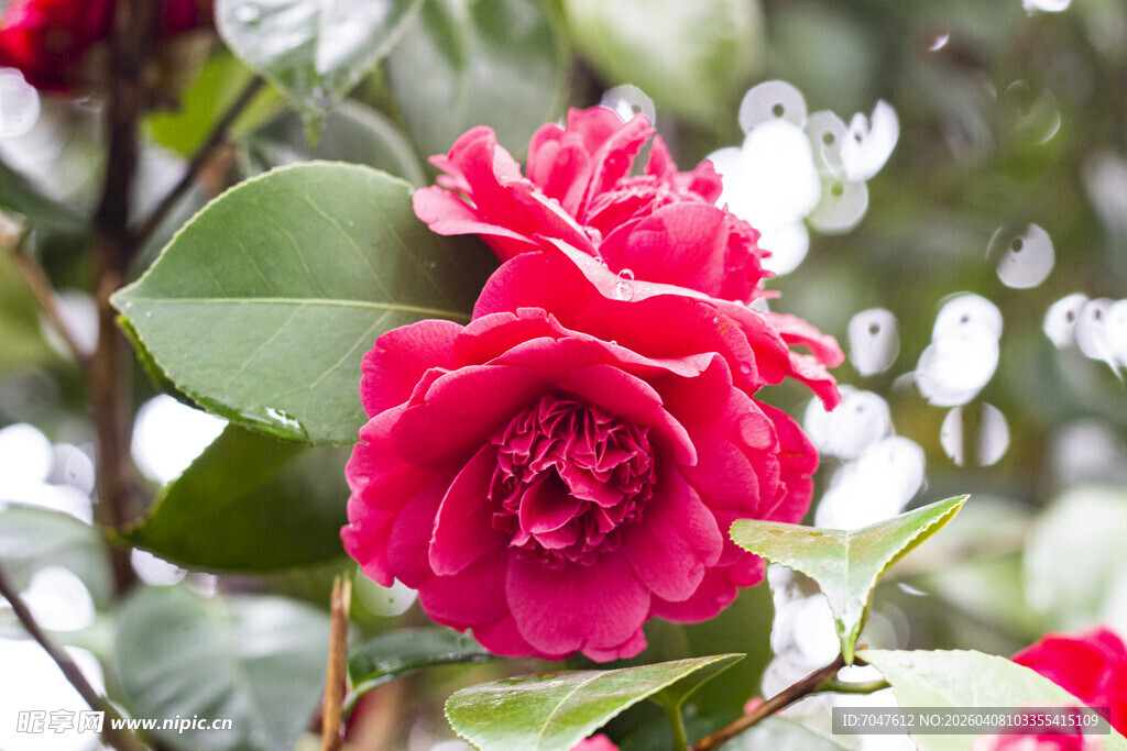 娇艳欲滴的红色山茶花