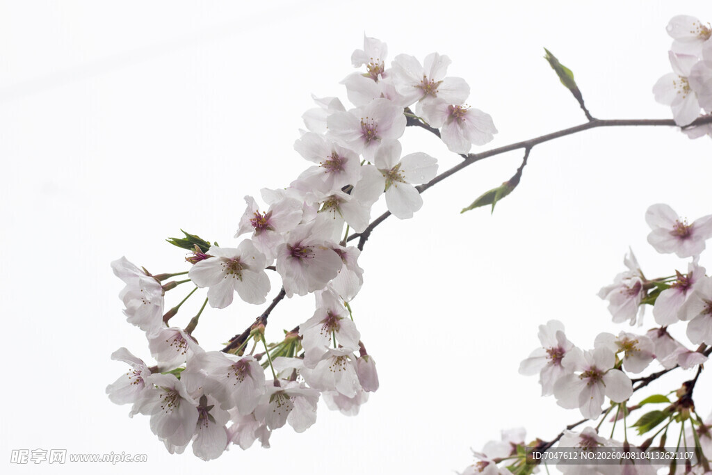 枝头绽放的美丽樱花