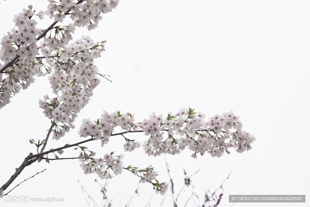 枝头绽放的淡雅樱花