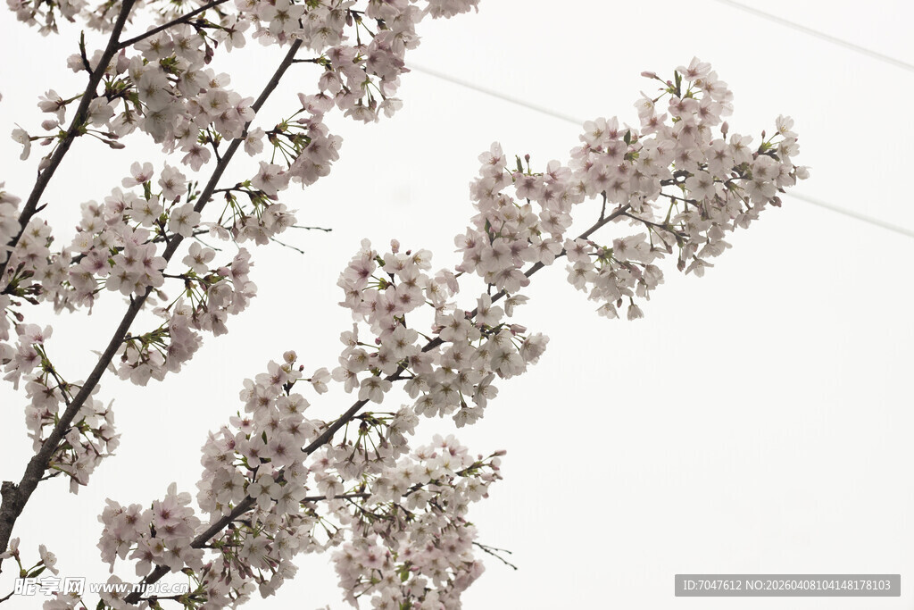 枝头绽放的粉嫩花朵