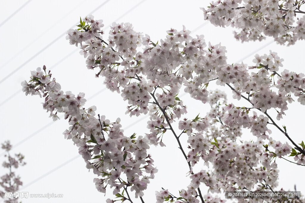 枝头绽放的美丽淡粉樱花