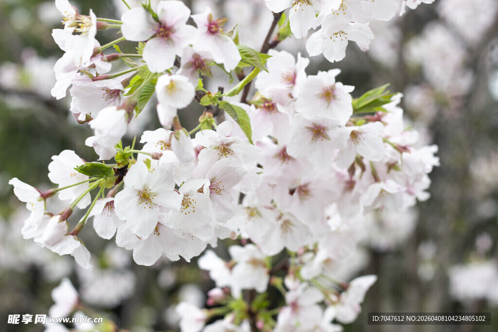 绽放的美丽樱花