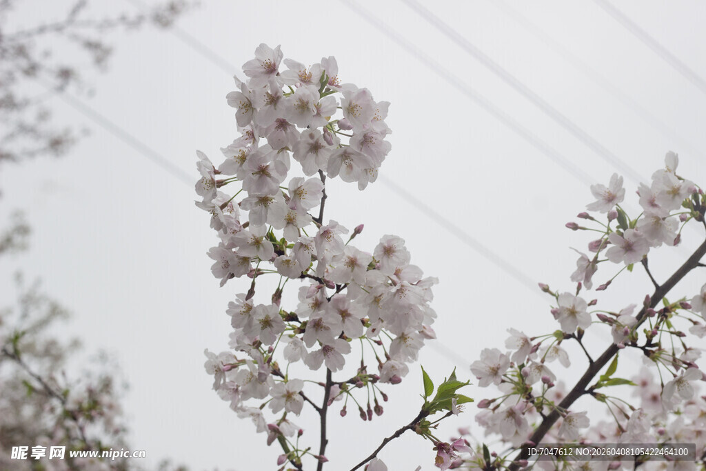 枝头绽放的美丽樱花