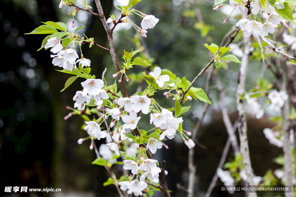 枝头绽放的洁白樱花