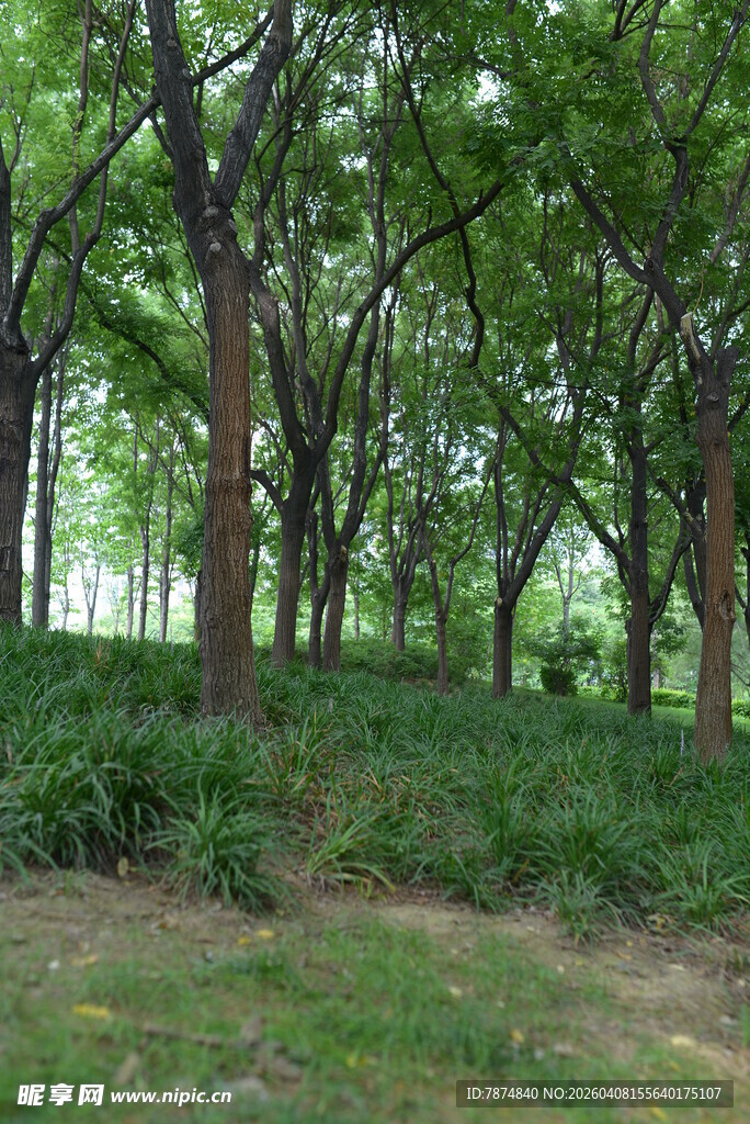 林间绿意盎然的静谧景致