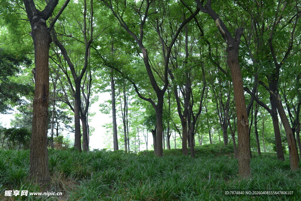 茂密树林中的绿意景致