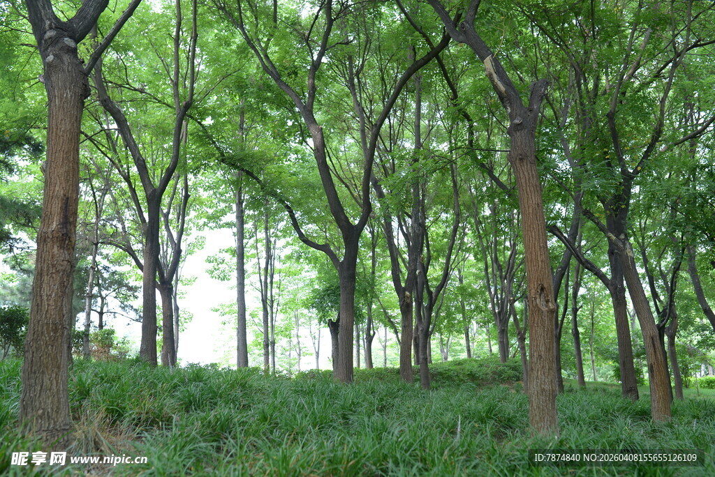 茂密树林绿意盎然
