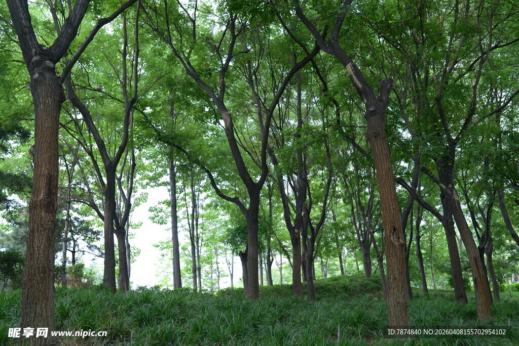 茂密树林绿意盎然